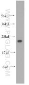 Heat Shock Protein Family B (Small) Member 11 antibody, 15732-1-AP, Proteintech Group, Western Blot image 