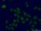 LUC7 Like 2, Pre-MRNA Splicing Factor antibody, 24202-1-AP, Proteintech Group, Immunofluorescence image 