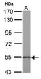 UDP-Glucose 6-Dehydrogenase antibody, PA5-28170, Invitrogen Antibodies, Western Blot image 
