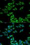 Charged Multivesicular Body Protein 2B antibody, orb167313, Biorbyt, Immunofluorescence image 