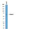 Frizzled Class Receptor 7 antibody, AF198, R&D Systems, Western Blot image 