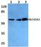 Solute Carrier Family 43 Member 1 antibody, PA5-37059, Invitrogen Antibodies, Western Blot image 