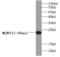 NLR Family Pyrin Domain Containing 1 antibody, FNab05757, FineTest, Western Blot image 