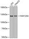 Family With Sequence Similarity 120A antibody, 19-054, ProSci, Western Blot image 