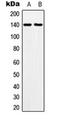 Mov10 Like RISC Complex RNA Helicase 1 antibody, orb224104, Biorbyt, Western Blot image 