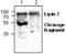 Lipin 2 antibody, GTX59780, GeneTex, Western Blot image 