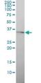 Gap Junction Protein Beta 4 antibody, H00127534-M01, Novus Biologicals, Western Blot image 