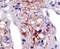 Phosphatidylinositol-4-Phosphate 5-Kinase Type 1 Gamma antibody, PA5-15283, Invitrogen Antibodies, Immunohistochemistry frozen image 