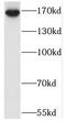 Sterile Alpha Motif Domain Containing 9 Like antibody, FNab07591, FineTest, Western Blot image 