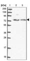 Copine 7 antibody, NBP1-85827, Novus Biologicals, Western Blot image 