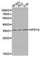 Speedy/RINGO Cell Cycle Regulator Family Member A antibody, LS-C192979, Lifespan Biosciences, Western Blot image 