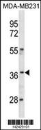 Homeobox C10 antibody, TA324689, Origene, Western Blot image 