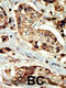 Serine/Threonine Kinase 16 antibody, 62-752, ProSci, Immunohistochemistry paraffin image 
