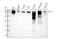 Talin 1 antibody, M02859, Boster Biological Technology, Western Blot image 