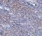 Tripartite Motif Containing 6 antibody, A02016-1, Boster Biological Technology, Immunohistochemistry frozen image 