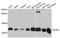 ATP Synthase Membrane Subunit G antibody, A9178, ABclonal Technology, Western Blot image 
