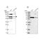 Homeobox And Leucine Zipper Encoding antibody, NBP2-32661, Novus Biologicals, Western Blot image 