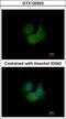 F-Box And Leucine Rich Repeat Protein 16 antibody, GTX120503, GeneTex, Immunofluorescence image 