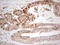RB Transcriptional Corepressor 1 antibody, LS-C339698, Lifespan Biosciences, Immunohistochemistry frozen image 
