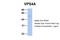 Vacuolar Protein Sorting 4 Homolog A antibody, NBP1-54618, Novus Biologicals, Western Blot image 