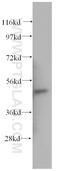 Autophagy Related 12 antibody, 11122-1-AP, Proteintech Group, Western Blot image 