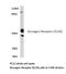 Glucagon Receptor antibody, LS-C177156, Lifespan Biosciences, Western Blot image 