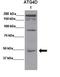 Autophagy Related 4D Cysteine Peptidase antibody, orb331005, Biorbyt, Western Blot image 