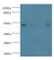 Inhibin Subunit Beta A antibody, LS-C370666, Lifespan Biosciences, Western Blot image 