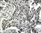 Annexin A5 antibody, 250847, Abbiotec, Immunohistochemistry paraffin image 