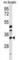 Methyltransferase Like 6 antibody, abx030235, Abbexa, Western Blot image 