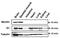 Necdin, MAGE Family Member antibody, 74-100, BioAcademia Inc, Western Blot image 