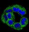 GLCLR antibody, orb256556, Biorbyt, Immunofluorescence image 