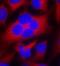 Cyclin Dependent Kinase 1 antibody, orb14552, Biorbyt, Immunofluorescence image 