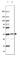 Rab Geranylgeranyltransferase Subunit Beta antibody, HPA026585, Atlas Antibodies, Western Blot image 