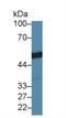 Tubulin antibody, MBS2028214, MyBioSource, Western Blot image 