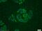 Integrin cytoplasmic domain-associated protein 1 antibody, 12300-1-AP, Proteintech Group, Immunofluorescence image 