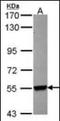 Cytochrome P450 Family 26 Subfamily B Member 1 antibody, orb89978, Biorbyt, Western Blot image 