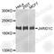 Lysine Demethylase 5C antibody, A9911, ABclonal Technology, Western Blot image 