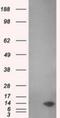 Microseminoprotein Beta antibody, NBP2-02450, Novus Biologicals, Western Blot image 