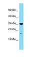 Odontogenesis Associated Phosphoprotein antibody, orb326879, Biorbyt, Western Blot image 