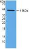 C-C Motif Chemokine Ligand 2 antibody, MBS2027425, MyBioSource, Western Blot image 