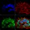 SH3 and multiple ankyrin repeat domains protein 3 antibody, 56578, QED Bioscience, Immunocytochemistry image 