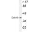 Docking Protein 6 antibody, LS-C177026, Lifespan Biosciences, Western Blot image 