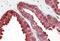 Acid Phosphatase, Prostate antibody, NBP1-78280, Novus Biologicals, Immunohistochemistry frozen image 