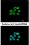 Tripartite Motif Containing 28 antibody, PA5-27648, Invitrogen Antibodies, Immunofluorescence image 