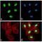 Paired Box 3 antibody, 710178, Invitrogen Antibodies, Immunofluorescence image 