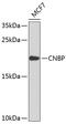 CCHC-Type Zinc Finger Nucleic Acid Binding Protein antibody, 23-777, ProSci, Western Blot image 