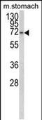 Transcription Elongation Regulator 1 Like antibody, PA5-49653, Invitrogen Antibodies, Western Blot image 