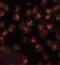 Calcium-transporting ATPase type 2C member 2 antibody, NBP1-76567, Novus Biologicals, Immunofluorescence image 