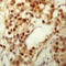 p53 antibody, LS-C368607, Lifespan Biosciences, Immunohistochemistry frozen image 